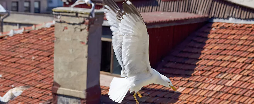 Residential Chimney Animal Removal Solution in Plainfield, IN