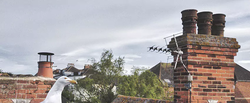Chimney Cleaning And Restoration in Plainfield, Indiana